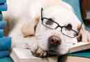Quali razze di cani sono le più intelligenti??