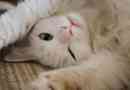 Quali alimenti fanno male ai gatti?
