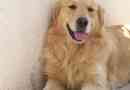 Qual è l'età migliore per sterilizzare o sterilizzare un cane?