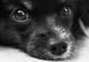 Cosa fare se il mio cane ha bevuto candeggina?