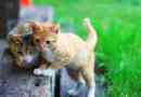 Cosa fare se trovi un gatto randagio