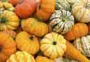 Quali tipi di zucca ci sono?