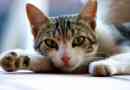 Perché i gatti fanno le fusa?