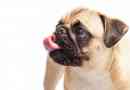 Perché il mio cane ha il singhiozzo??