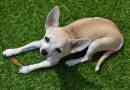 Perché il mio cane rotola nella cacca?