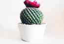 Perché porta sfortuna avere un cactus in casa??