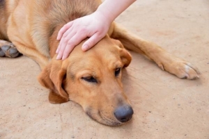 Tutti i segni della febbre della valle nei cani