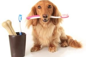 Benefici dell'olio di cocco per i denti dei cani