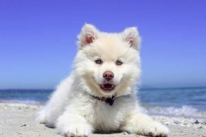 I cani possono mangiare la lattuga??