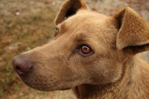 I cani possono avere il raffreddore umano??