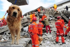 I cani possono prevedere i terremoti?? La risposta