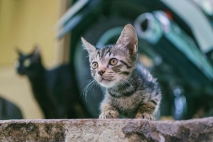 Posso dare lisina umana al mio gatto??