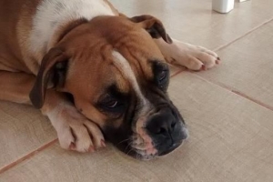 Cause comuni di febbre nei cani