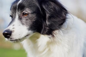 Trattamenti domiciliari per la congiuntivite del cane