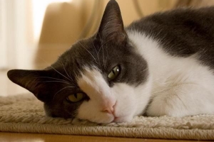 Come posso sapere se il mio gatto ha la febbre?