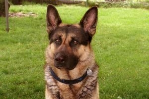 Come posso sapere se il mio cane ha la rabbia?