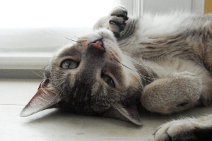 Come si comportano i gatti in calore??