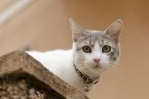 Come posso impedire al mio gatto di mordermi?