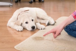 Come insegno al mio cane a fare la cacca sui giornali??