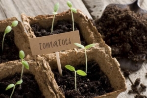 In che modo le piante producono il proprio cibo?