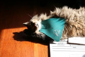 Come funziona un bavaglino per gatti?