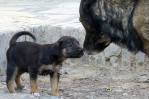 Quanto dura la gravidanza di un cane?