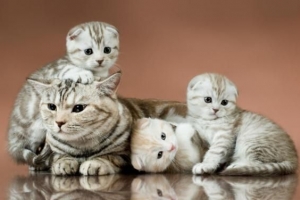 Quanti gattini può partorire un gatto?