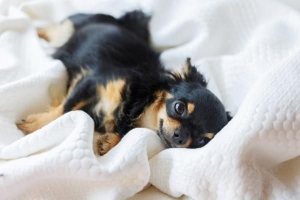 Quanti cuccioli può avere un chihuahua?