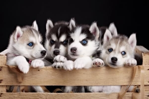 Quanti cuccioli può avere un husky?