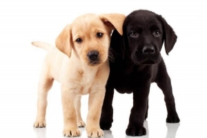 Quanti cuccioli può avere un labrador?