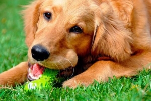 Di quanto esercizio ha bisogno un cane