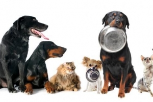 Quanto cibo dare da mangiare al mio cane
