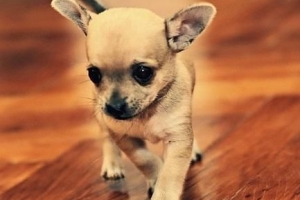 Quanto dovrebbe pesare un chihuahua