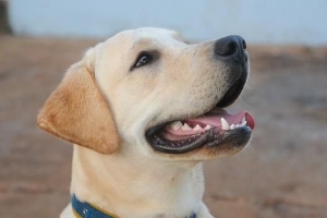 Quanto dovrebbe pesare un cane labrador?