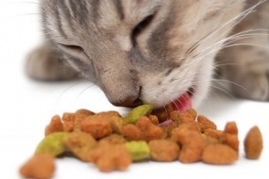 Quanto dovrebbe mangiare il mio gatto