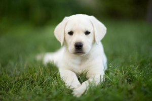 Quanto dovrebbe mangiare il mio cucciolo di labrador?