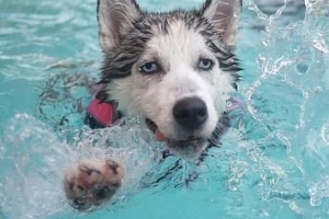 Quanta acqua dovrebbe bere un cane al giorno?