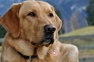 Quanto spesso vanno in calore i cani?