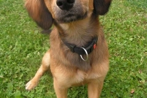 Quanto spesso devo sverminare il mio cane?