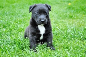 Quanto spesso dovrei tagliare gli artigli del mio cane??