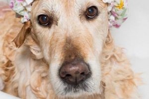 Quanto spesso devo lavare il mio cane??