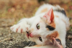 Quanto spesso dovresti tagliare gli artigli del tuo gatto?