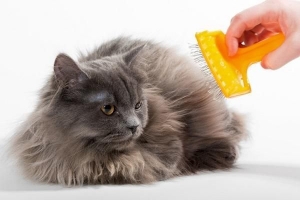 Come aggiungere lucentezza al pelo del mio gatto