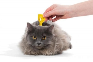 Come applicare trattamenti mirati ai gatti?