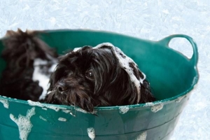Come fare il bagno a un cane che odia l'acqua