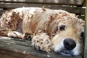 Come fare il bagno a un cucciolo per la prima volta