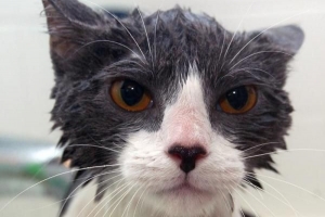 Come fare il bagno al mio gatto a casa?