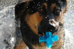 Come fare il bagno al cane a casa?