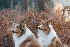 Come allevare un cane per la prima volta