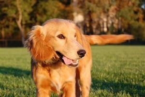 Come spazzolare i peli del mio cane